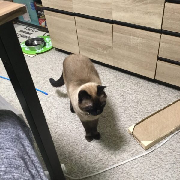 【軽井沢　貸別荘ハンモック　オーナーブログ】 サムネイル